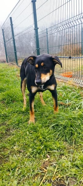 Liebenswerte Handy sucht Familie