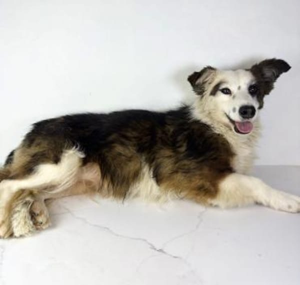 Zita sucht ihr Zuhause für immer! 🏡🐾