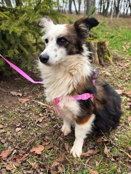 Zita sucht ihr Zuhause für immer! 🏡🐾