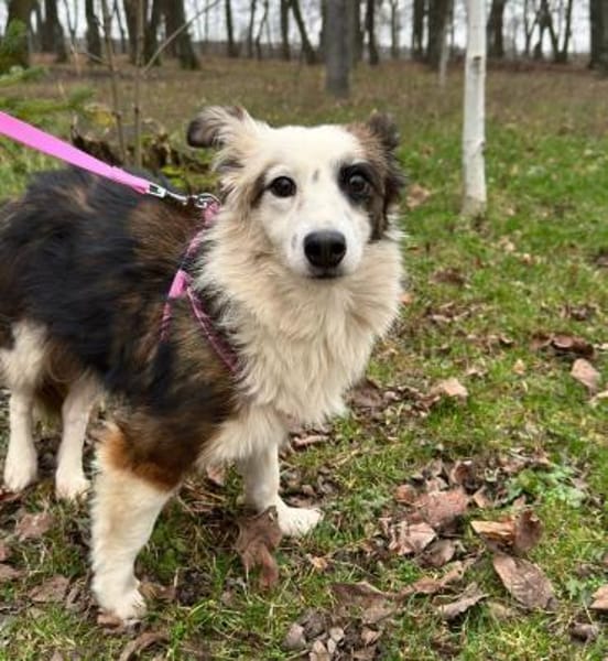 Zita sucht ihr Zuhause für immer! 🏡🐾