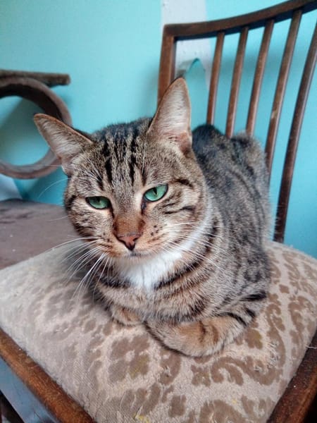 Zwei Energiebündel suchen ihre Menschen.