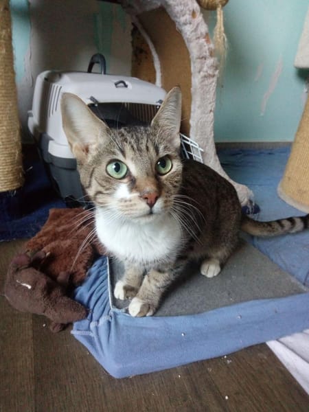 Zwei Energiebündel suchen ihre Menschen.