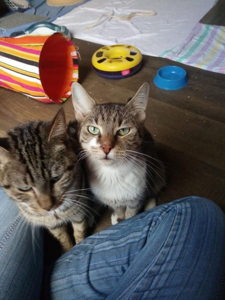 Zwei Energiebündel suchen ihre Menschen.