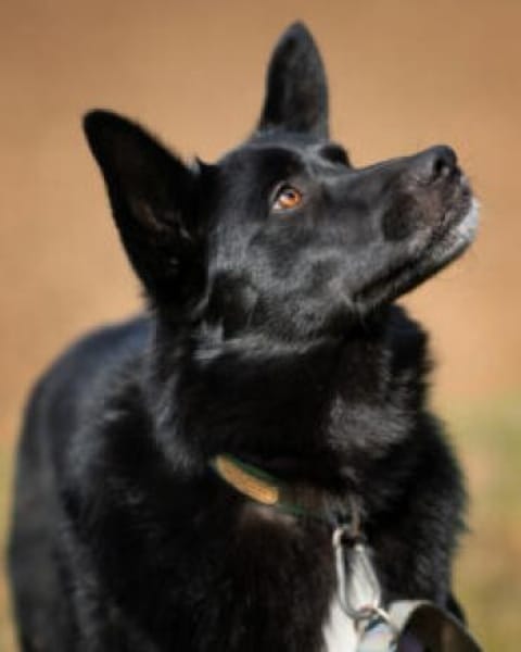 MOBBY - lieber&intelligenter Hundebub