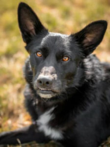 MOBBY - lieber&intelligenter Hundebub