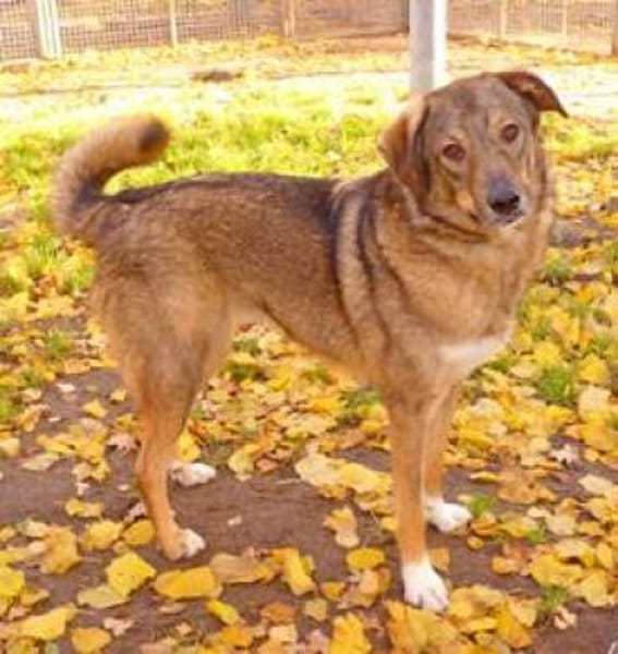 I N G O  - eine sanfte SEELE.......