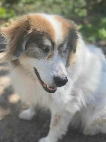 HANNE -liebevoll, sanft & genügsam-