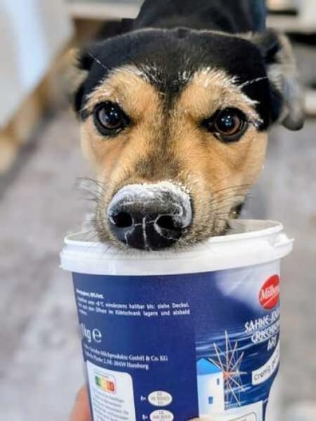 BUDDIE * Traumbursche für Erwachsene