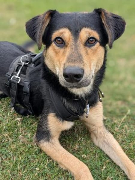 BUDDIE * Traumbursche für Erwachsene