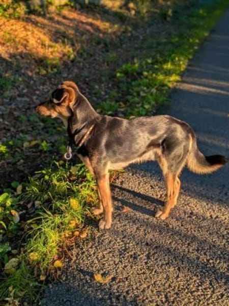 BUDDIE * Traumbursche für Erwachsene