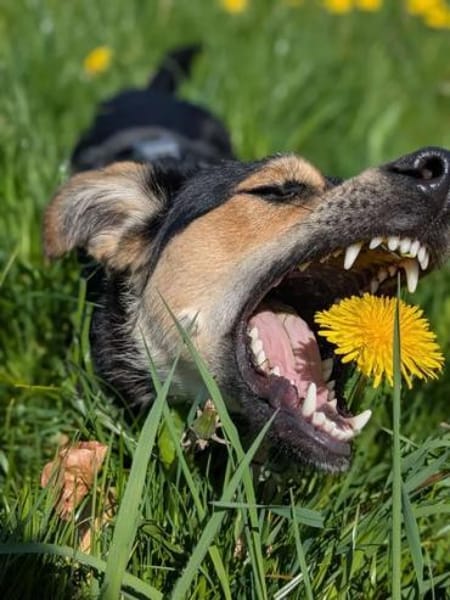 BUDDIE * Traumbursche für Erwachsene