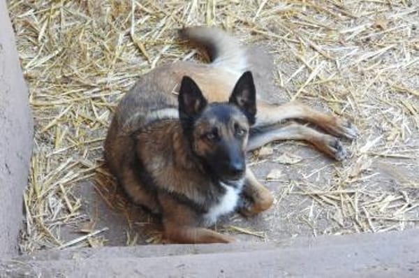 Lotte bildhübsches soziales Malinoismädl