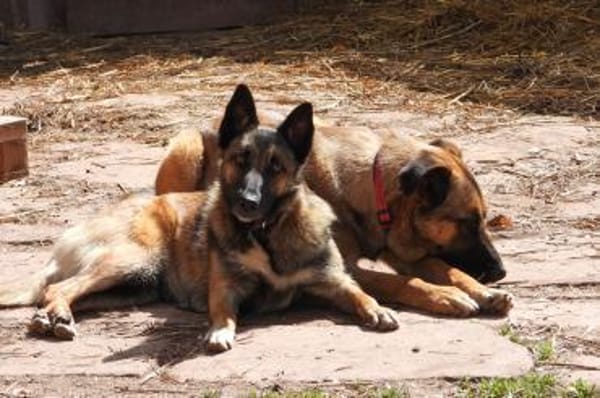 Lotte bildhübsches soziales Malinoismädl