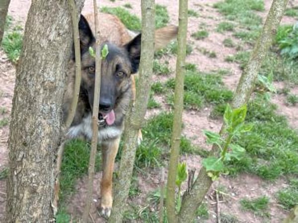 Lotte bildhübsches soziales Malinoismädl