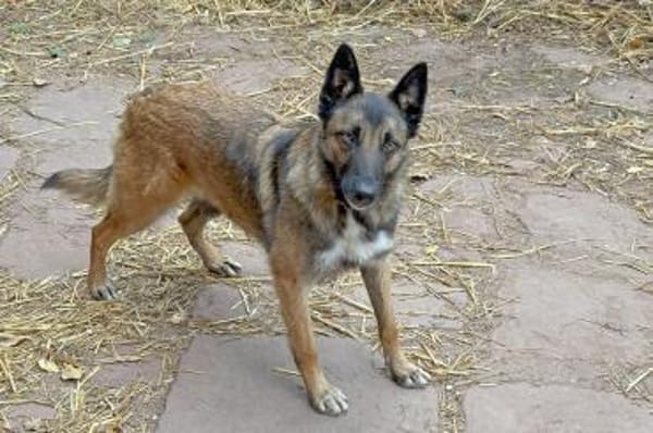 Lotte bildhübsches soziales Malinoismädl