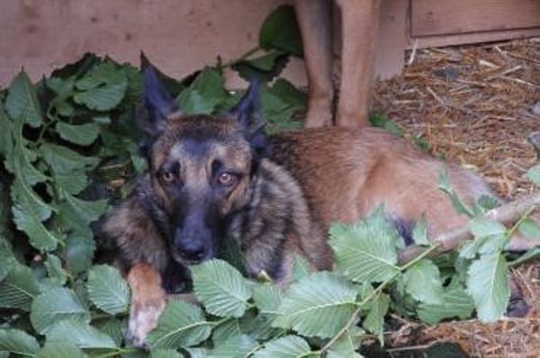 Lotte bildhübsches soziales Malinoismädl