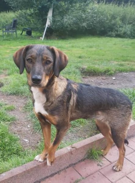 Weggeley hübsche Hündin startet