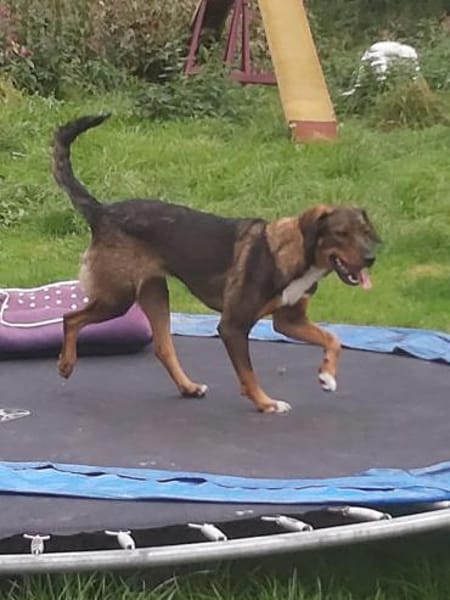 Weggeley hübsche Hündin startet