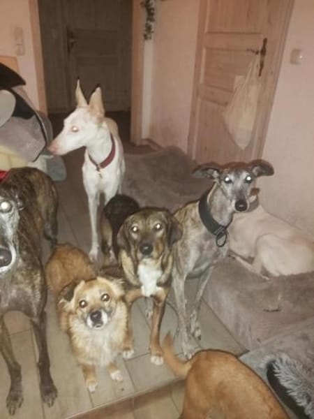 Weggeley hübsche Hündin startet