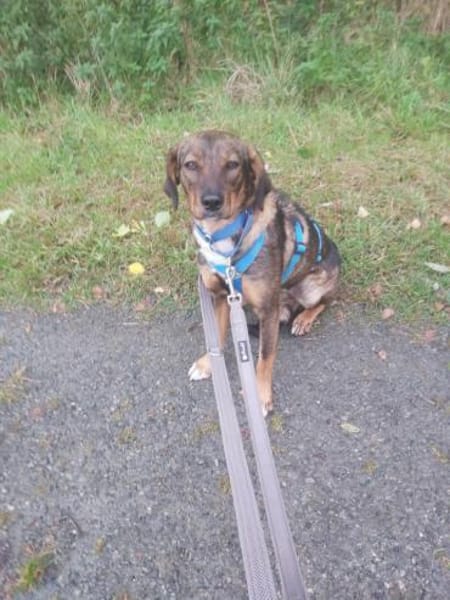 Weggeley hübsche Hündin startet