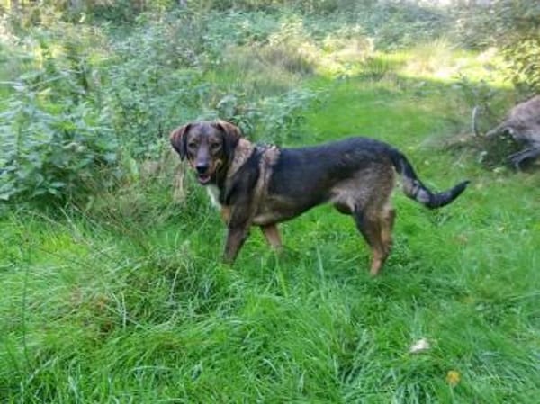 Weggeley hübsche Hündin startet