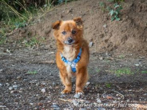 Gino hat einen zauberhaften Charakter