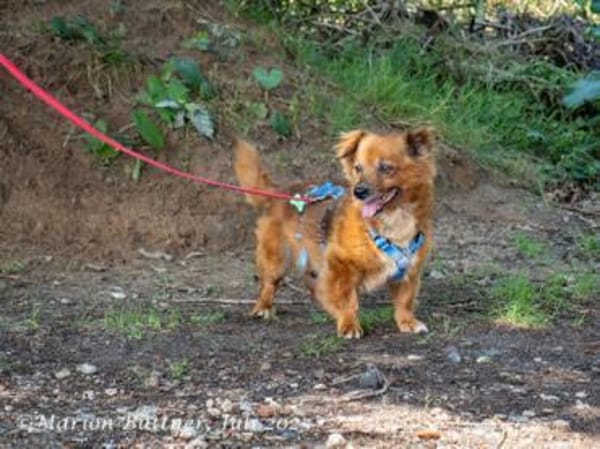 Gino hat einen zauberhaften Charakter