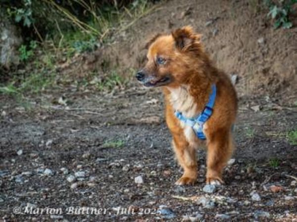 Gino hat einen zauberhaften Charakter