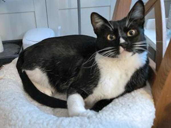 Spielfreudiger Rudy sucht Zuhause