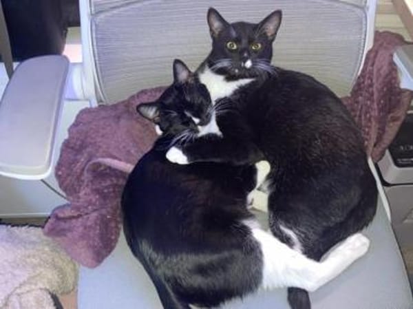 Spielfreudiger Rudy sucht Zuhause