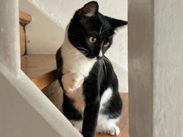 Spielfreudiger Rudy sucht Zuhause