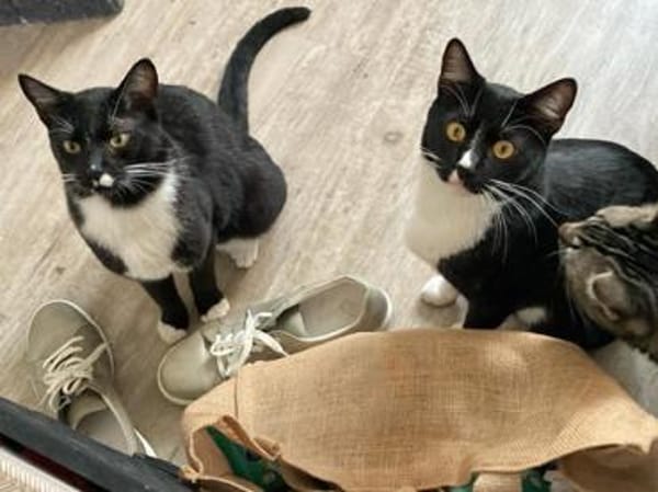 Spielfreudiger Rudy sucht Zuhause