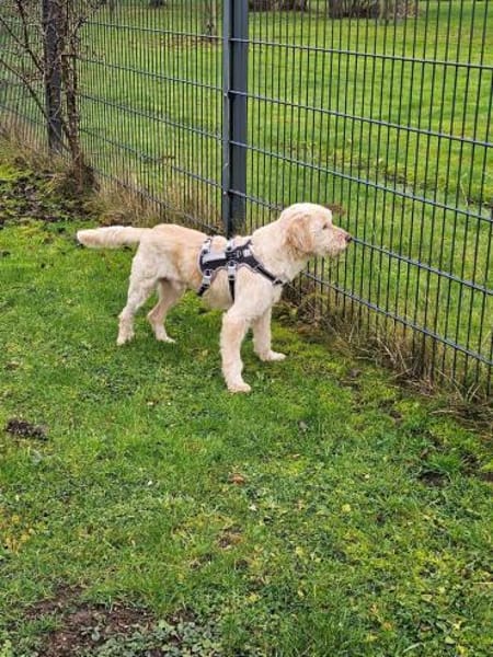 Paul sucht sein Zuhause