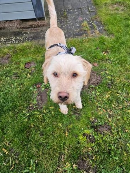 Paul sucht sein Zuhause