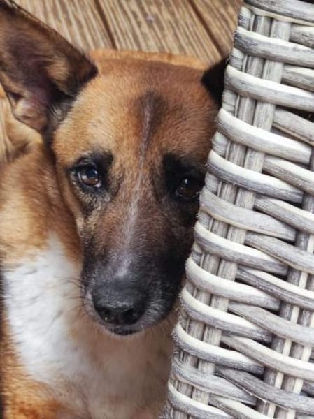 FEEBEE sucht ruhiges, liebes Zuhause