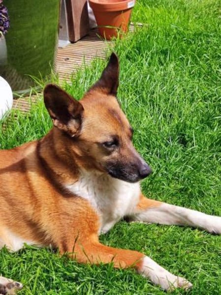 FEEBEE sucht ruhiges, liebes Zuhause