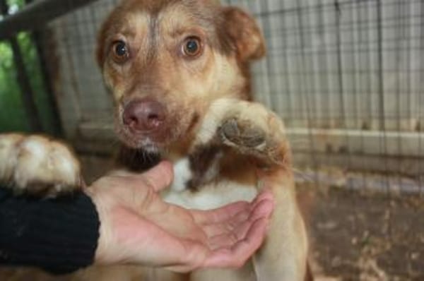 Sam, sucht ein Körbchen