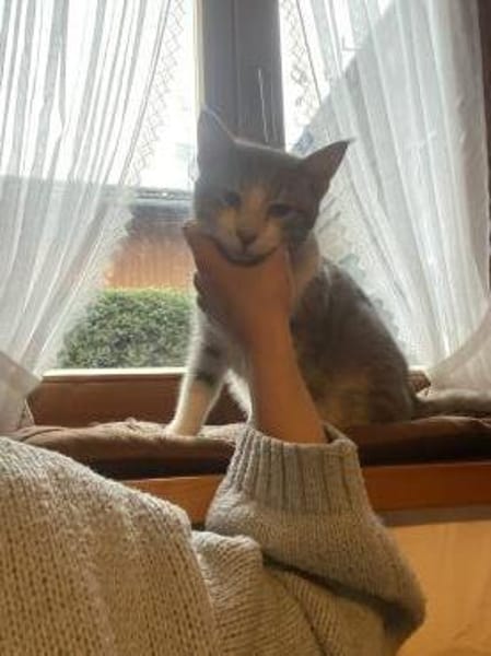 Zuhause gesucht für Mogli