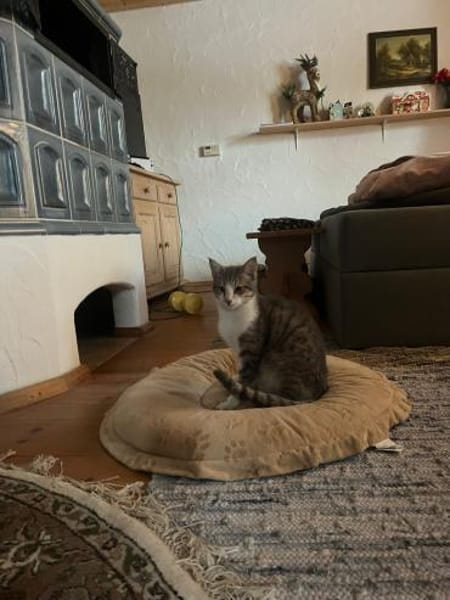 Zuhause gesucht für Mogli