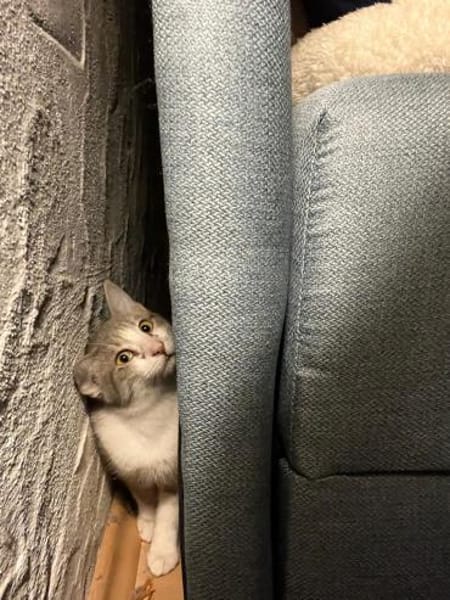 Zuhause gesucht für Mogli