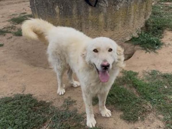 Polo wünscht sich ein Zuhause