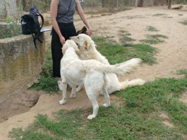 Polo wünscht sich ein Zuhause