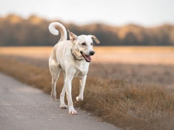 Alessandro wartet schon so lange