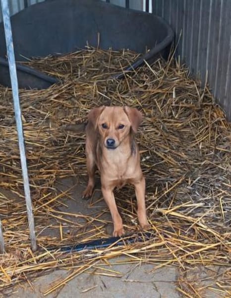 Liebenswerer Dorko sucht euch