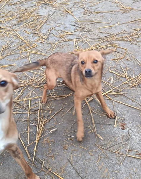 Liebenswerer Dorko sucht euch
