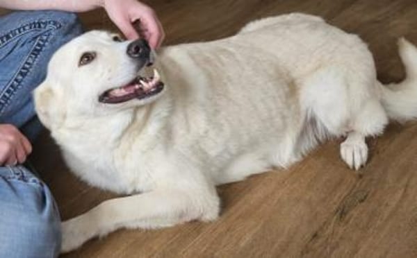 Fanny - liebe Hündin sucht Zuhause