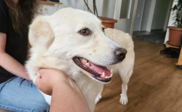 Fanny - liebe Hündin sucht Zuhause