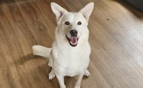 Fanny - liebe Hündin sucht Zuhause