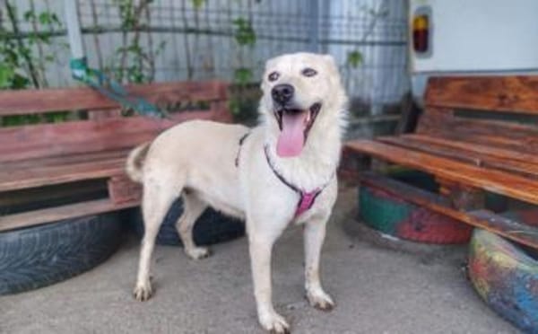 Fanny - liebe Hündin sucht Zuhause