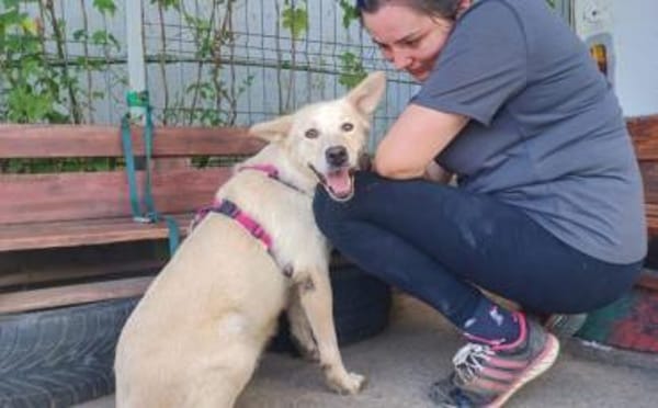 Fanny - liebe Hündin sucht Zuhause